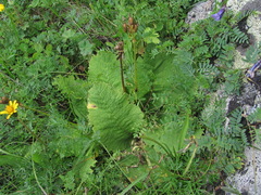 Primula ruprechtii