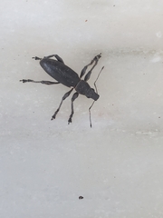 Brachyderes lusitanicus