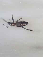 Brachyderes lusitanicus