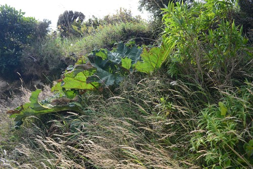 Gunnera tinctoria