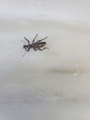 Brachyderes lusitanicus