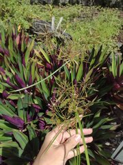 Cyperus polystachyos holosericeus