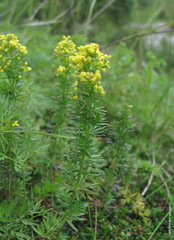 Galium fistulosum