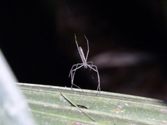 Deinopis spinosa