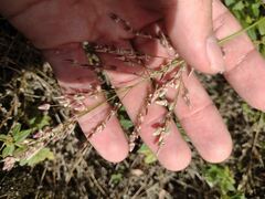 Eragrostis unioloides