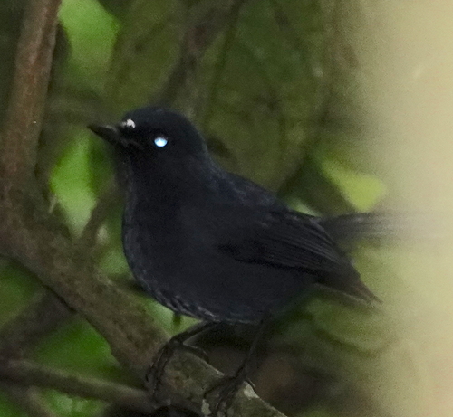 Javan Blue Robin (Myiomela diana), photo 4