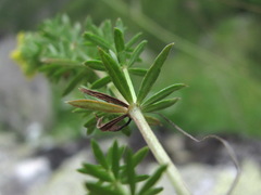 Galium fistulosum