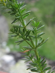 Galium fistulosum