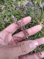 Eragrostis unioloides