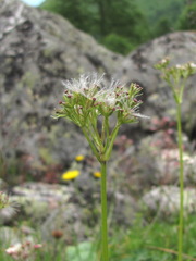 Valeriana alpestris