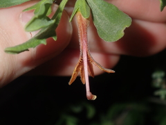 Scaevola tomentosa