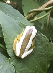 Afrixalus fornasini