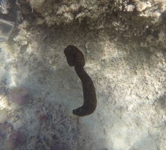 Synaptula reciprocans