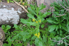 Senecio carnosulus