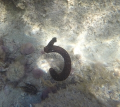 Synaptula reciprocans