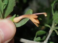 Scaevola tomentosa