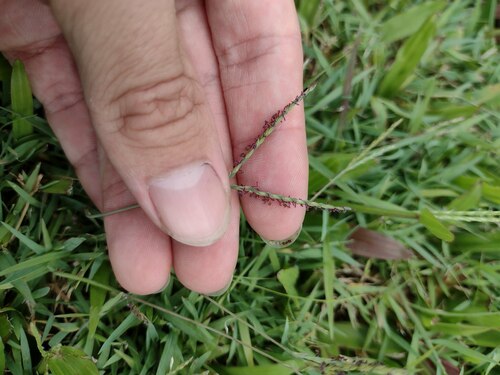 Digitaria didactyla observed 2022-08-07