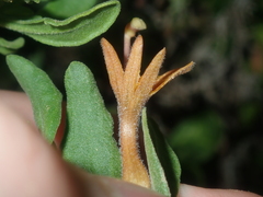 Scaevola tomentosa