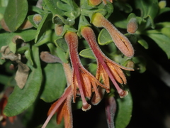 Scaevola tomentosa