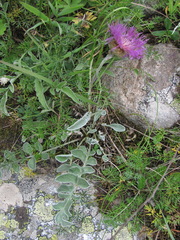 Psephellus caucasicus