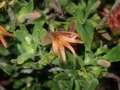 Scaevola tomentosa