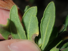 Scaevola tomentosa