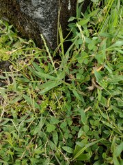 Digitaria mollicoma