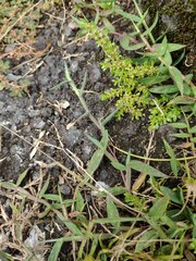 Digitaria mollicoma