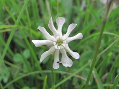 Silene lychnidea