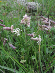 Silene lychnidea
