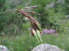 Bromus variegatus