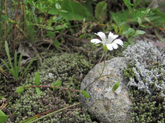 Cerastium polymorphum