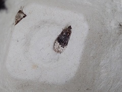 Apotomis betuletana