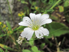 Cerastium polymorphum