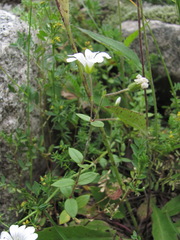 Cerastium polymorphum