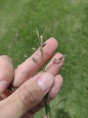 Eragrostis unioloides