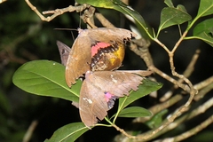 Phyllodes imperialis