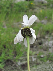 Tripleurospermum caucasicum
