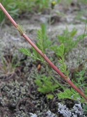 Tripleurospermum caucasicum