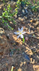 Chlorophytum graminifolium