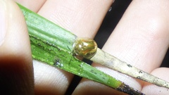 Charidotella succinea