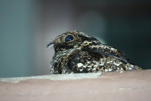 Salvadori's Nightjar (Caprimulgus pulchellus)