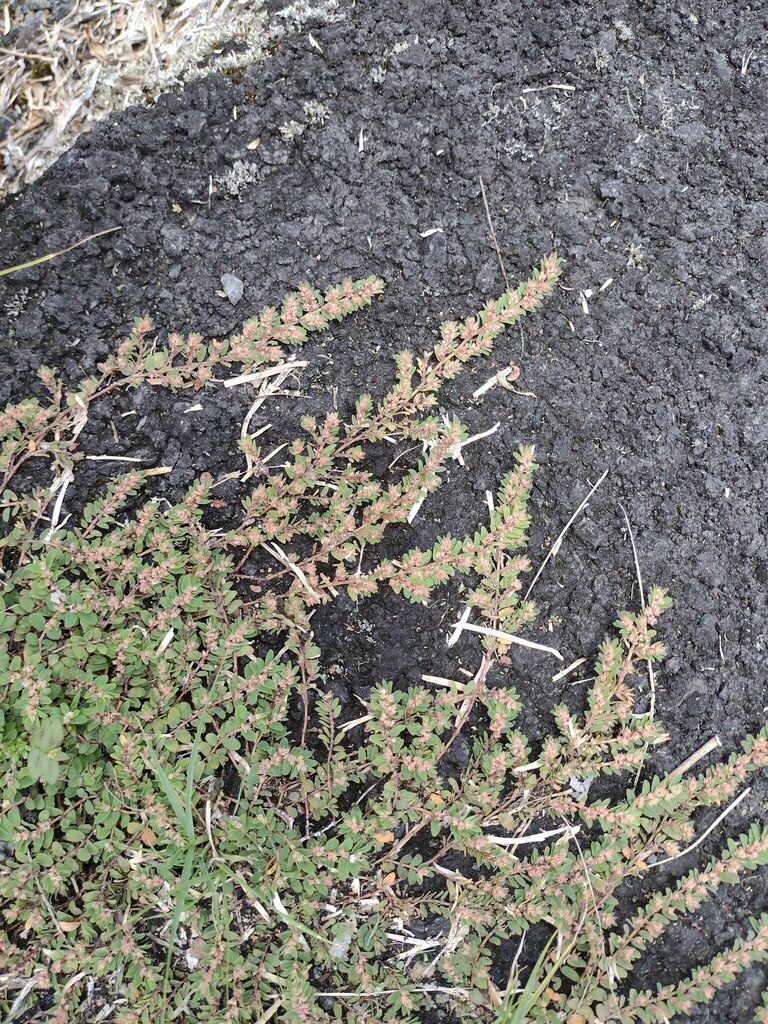 Red Caustic-creeper from Hawaii, Hawaii, United States on August 07