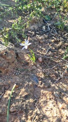 Chlorophytum graminifolium