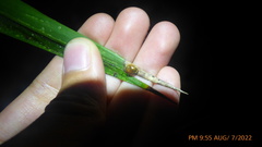 Charidotella succinea