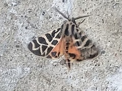 Apantesis nevadensis