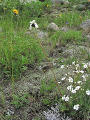 Tripleurospermum caucasicum
