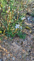 Chlorophytum graminifolium