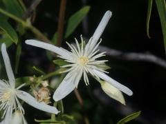 Clematis linearifolia