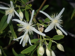 Clematis linearifolia